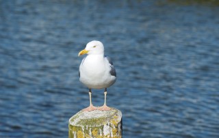 Barth, Baltic Sea