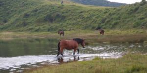 Horses