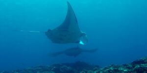 Manta Point