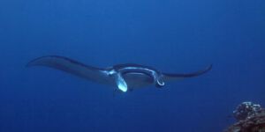Manta Point