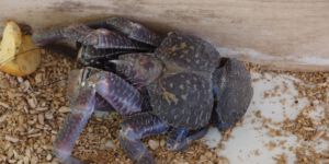Coconut Crab