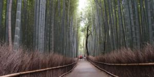 Bamboo Alley