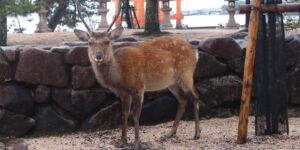 Rendeer