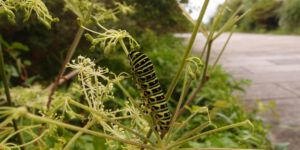 Caterpillar