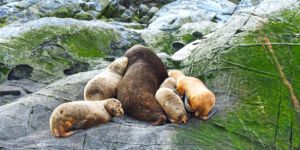 Ushuaia, Sea Lions