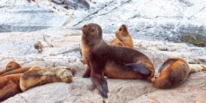 Beagle Canal Sealions