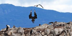 Beagle Canal Cormorane