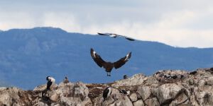 Beagle Canal Cormoran