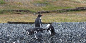 Penguin Island