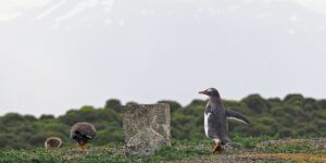 Penguin Island