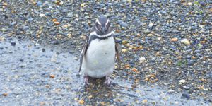 Magelan Penguin