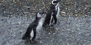 Penguinos Magelan