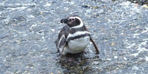 Magelan Penguin