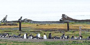 Penguin Island
