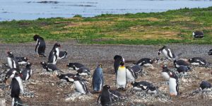 Penguins