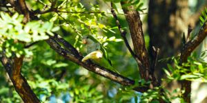 Riserva Ecologica