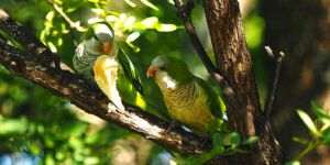 Riserva Ecologica, Parrots